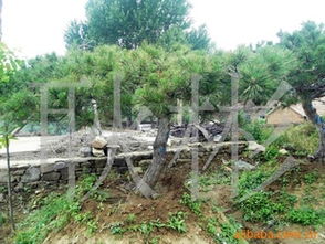 供應(yīng)工程苗油松3-7m 價格、廠商與選購指南